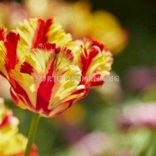 Лале Flaming Parrot Gold
