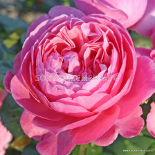 Роза Flora Colonia - 1 брой