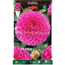 Далия (Dahlia) Peter