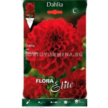 Далия (Dahlia) Red Cap