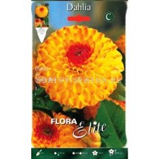 Далия (Dahlia) Sunny Boy