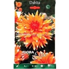 Далия (Dahlia) Cactus Color Spectacle 