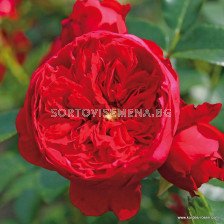 Роза Florentina  ADR (катереща) - 1 брой