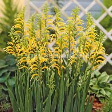 Шазманте жълто/ Chasmanthe floribunda var duckitii - 1 бр.