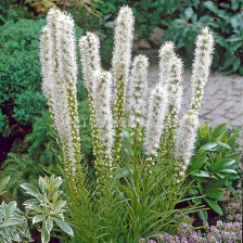 Лиатрис /Liatris spicata 'Floristan Alba'/ 1 бр