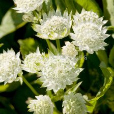 Астранция /Astrantia White/ 1 бр