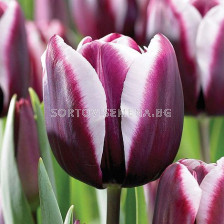 Лале/ Tulipa Fontainebleau - 1 бр.