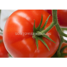 Семена домати Форенза F1, хидропоника -  Forenza F1 - 500 бр. семена