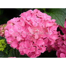 Хортензия розова -  Hydrangea Macrophylla Pink - 1бр.