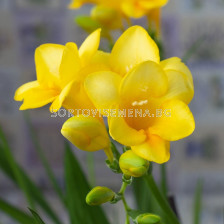 Фрезия жълта/ Freesia single yellow - 1 бр.