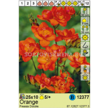 Фрезия оранжева/ Freesia Double Orange - 1 оп. - 10 броя
