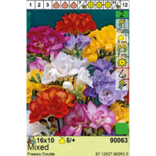 Фрезия Double Mixed - Пакет: 1 оп.- 10 бр.