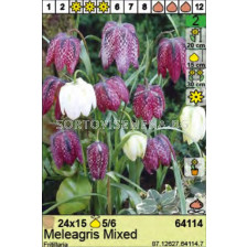 Фритилария микс/ Fritillaria Meleagris Mixed - 1 бр.