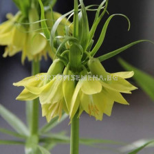 Фритилария / Fritillaria imperialis 'Early Passion' / 1 бр