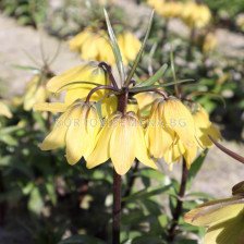Фритилария / Fritillaria 'Helena' / 1 бр