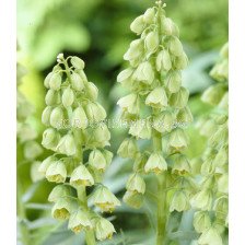 Фритилария / Fritillaria Ivory Bells / 1 бр