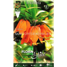 Фритилария - Fritillaria Imperialis Aurora