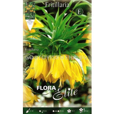 Фритилария - Fritillaria Imperialis Lutea