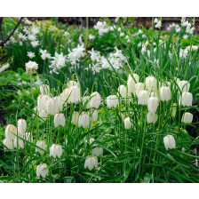 Фритилария / Fritillaria meleagris Alba/ 1 бр