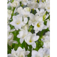 Фрезия бяла/ Freesia single white - 1 бр.