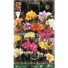 Фрезии (Freesia) Кичести (10 луковици)