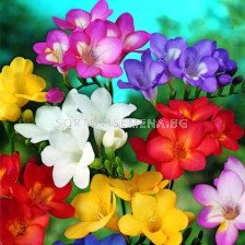 Фрезии - микс 100бр - Freesia - mix 100 pieces