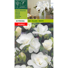 фрезии Кичести - бели 20бр - Freesia Kichesti - white 20 pieces