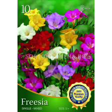 Фрезии Обикновени Микс - Freesia Mix