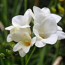 Фрезия Бяла - Freesia White