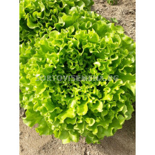 Салата Фрисади - Frisady - кутия 5000 дражета