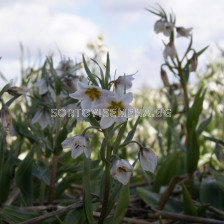 Фритилария /Fritillaria bucharica 'Giant'/ 1 бр