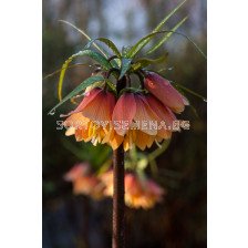 Фритилария /Fritillaria 'Early Charm''/ 1 бр