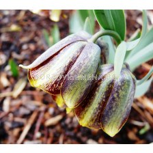 Фритилария /Fritillaria Crassifolia / 1 бр