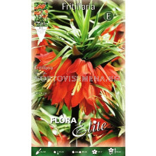 Фритилария - Fritillaria Imperialis Rubra