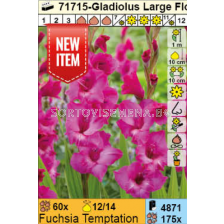 Гладиол Fuchsia Temptation/ Gladiolus - 1 брой