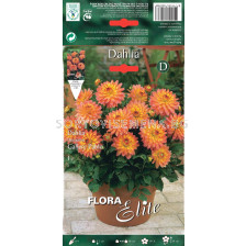 Далия - Dahlia Gallery Pablo