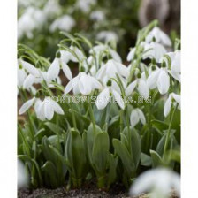 Кокиче/ Galanthus elwesii Mount Everest - 1 бр.
