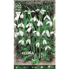 Кокиче Galanthus Elwesii 