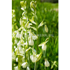 Летен зюмбюл/ Galtonia candicans- 1 бр