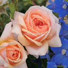 Роза Garden of Roses ADR (флорибунда)- Kordes - 1 брой