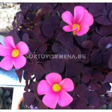 Оксалис/ Oxalis purpurea Garnet - 1 бр.