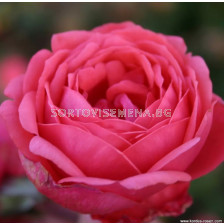 Роза Gartenprinzessin Marie-José (флорибунда) серия Parfuma-Kordes- 1 брой