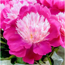 Божур Paeonia gay paree/ Peony - 1 бр.