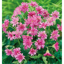 Здравец / Geranium Southcomble Double / 1 бр