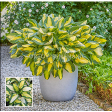 Хоста Georgia Sweetheart/ Hosta - 1 брой