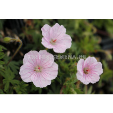 Здравец / Geranium Striata / 1 бр			