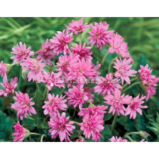 Здравец / Geranium Southcombe double / 1 бр 