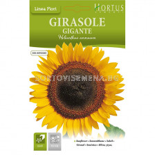 Слънчоглед едър GIGANTE- BTS- BL