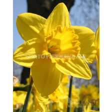 Нарцис/ Narcissi large-cupped Gigantic Star - 1 бр.