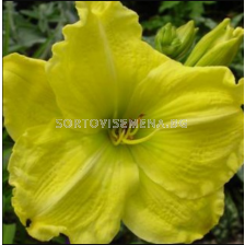 Хемерокалис Girl Scout/ HEMEROCALLIS - 1 брой